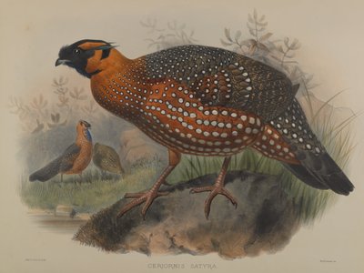 Ceriornis Satyra door John Gould